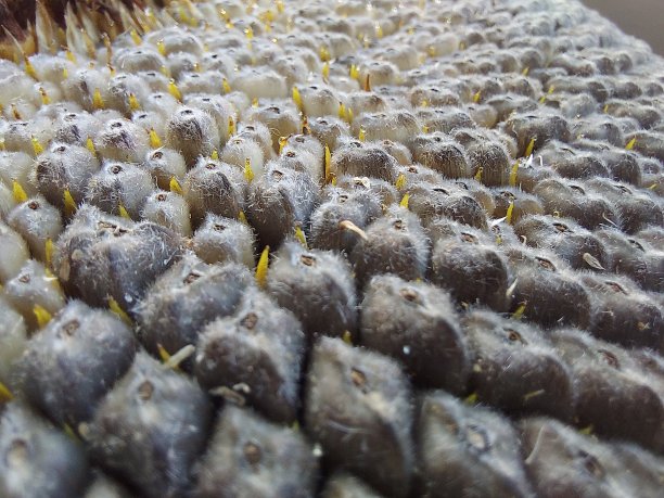 向日葵的种子图片下载