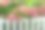 一丛粉红色的绣球花与绿色的叶子后面的白色栅栏作为一个特写图片下载