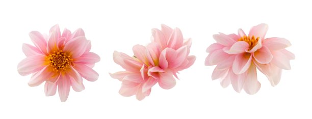 粉红色大丽花头花封闭孤立在白色的背景图片下载