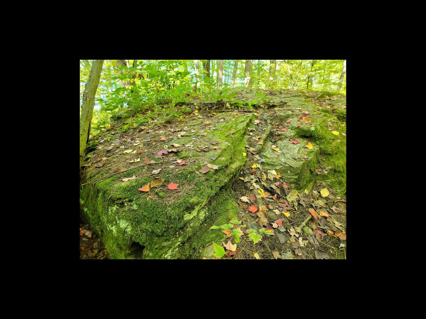 森林之智慧图片下载