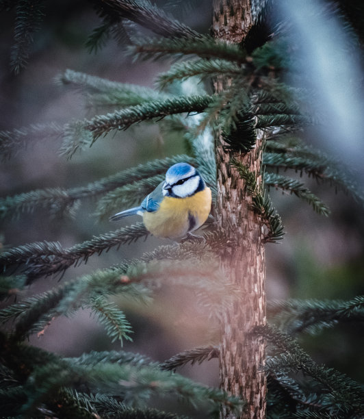 鸟栖息在树上的特写镜头图片下载