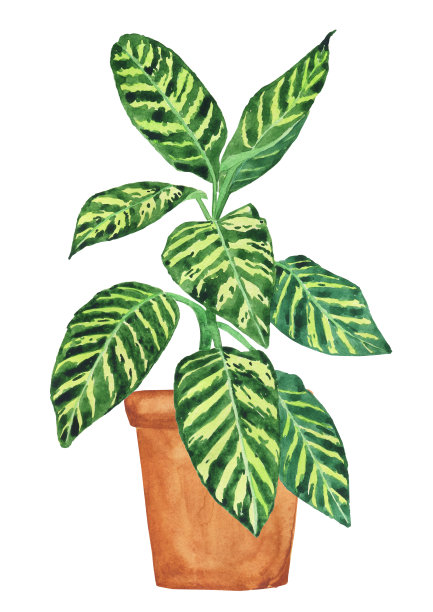 在白色背景上分离的植物。水彩手绘插图。室内花盆。非常适合植物学设计。图片下载