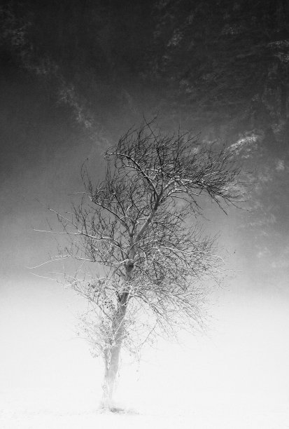 那棵树和冻土是黑白相间的图片下载