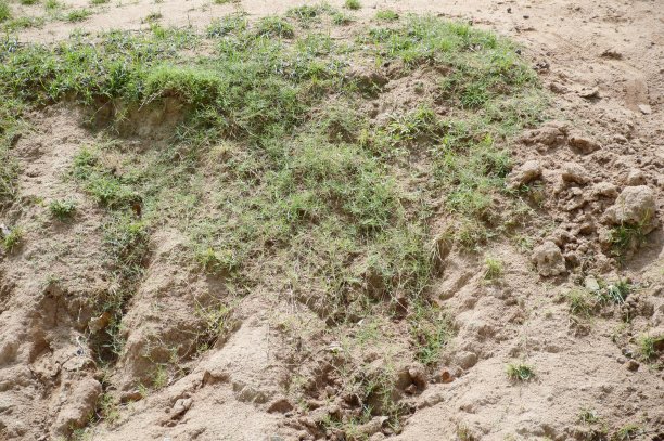 干燥土壤上的绿草图片下载