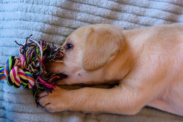 拉布拉多寻回犬的纯种幼犬在玩绳子玩具图片下载