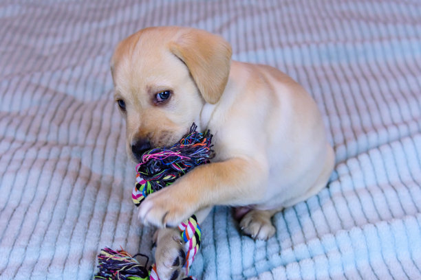拉布拉多寻回犬的纯种幼犬在玩绳子玩具图片下载