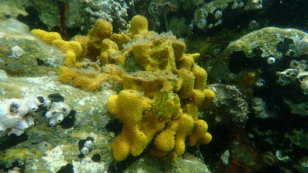 海底黄色管状海绵或金色海绵，金色海绵图片下载