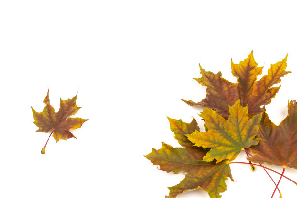 在白色的背景上给秋天的枫叶着色。图片下载