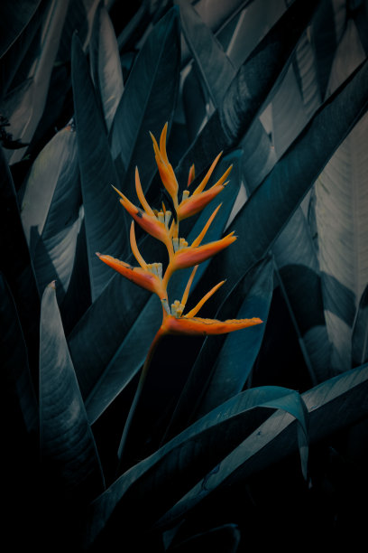 绿叶背景图片下载