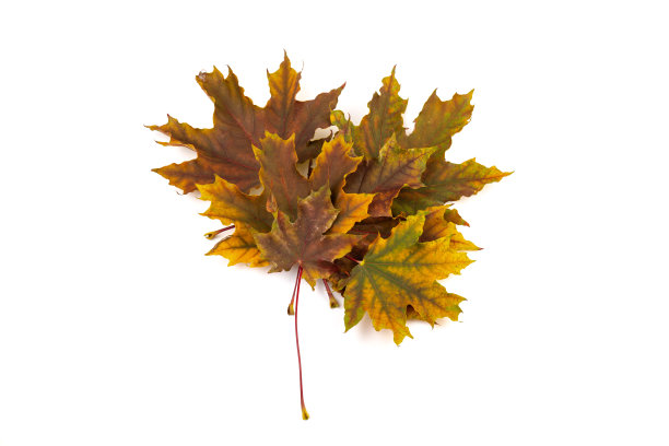 在白色的背景上给秋天的枫叶着色。图片下载