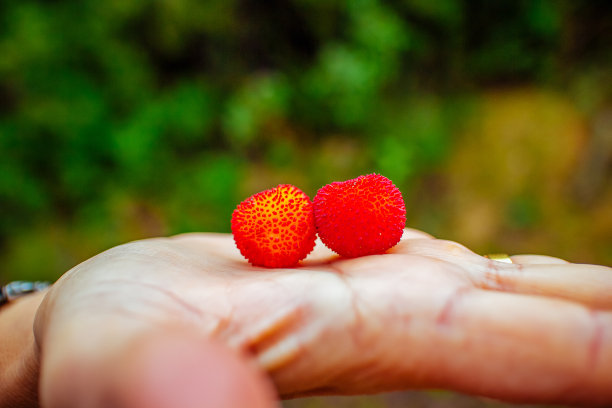 草莓树是伊比利亚半岛西班牙-葡萄牙的典型水果图片下载