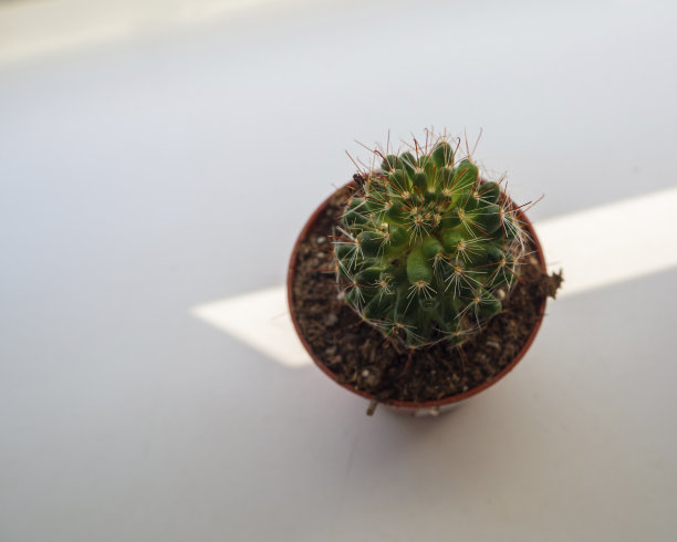 仙人掌在花盆顶部视图软选择性聚焦。一个仙人掌植物在一个白色的窗台背景花盆的俯视图图片下载