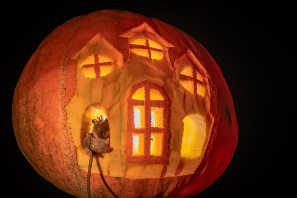 万圣节南瓜雕城堡里有老鼠图片下载