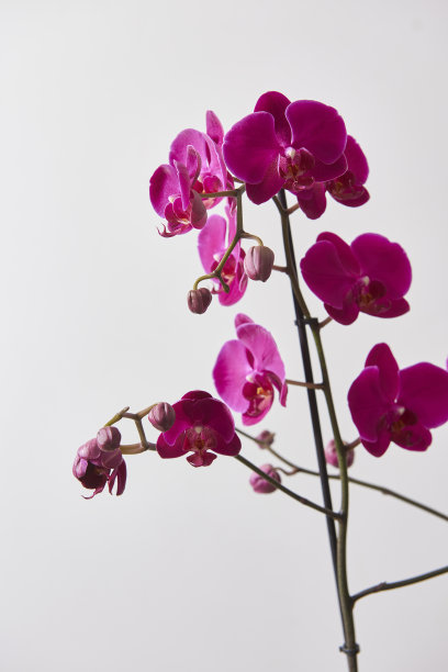 白色底色和花瓶书木桌图片下载