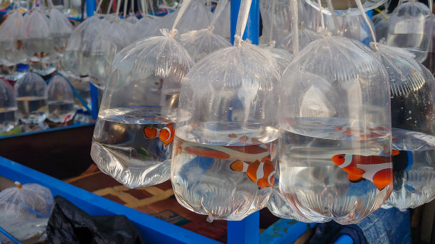 塑料袋内的观赏海鱼图片下载