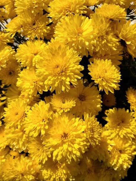 黄菊花花特写图片下载