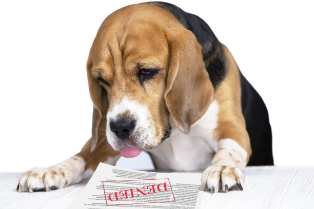 滑稽沮丧的小猎犬收到文件否认图片下载