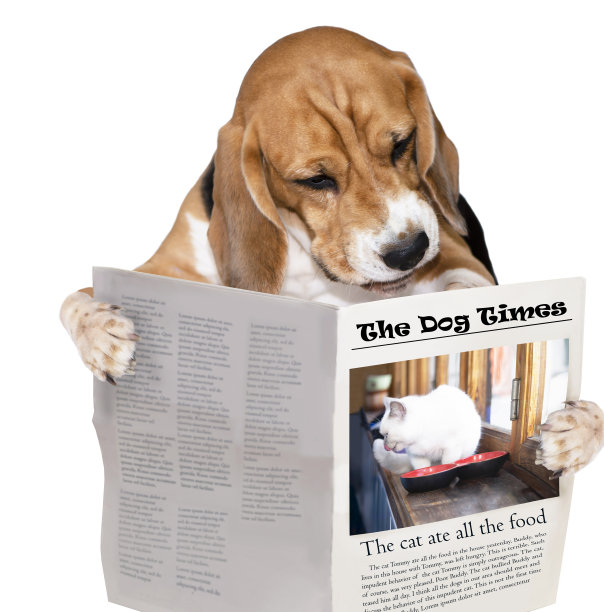 有趣的小猎犬在看关于猫的报纸图片下载