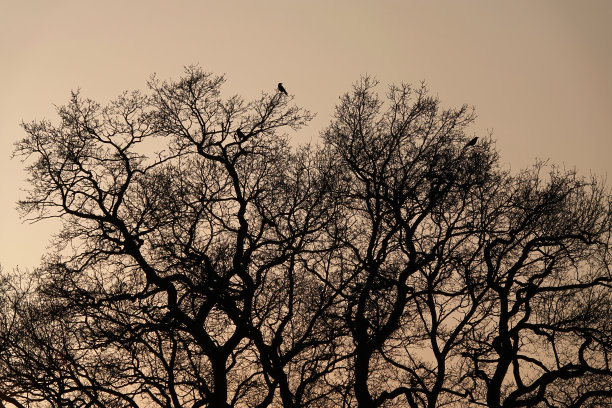 这是一张美丽的低角度照片，日落时，小鸟栖息在树梢上，在粉色天空的映衬下形成剪影。图片下载