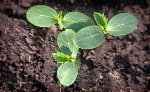 温室中发芽的黄瓜幼苗。图片下载