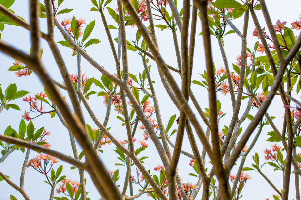透过盛开的鸡蛋花树，粉红色的花和绿色的叶子图片下载