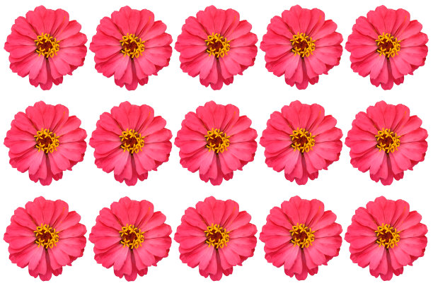 一组花在白色的背景插图，粉红色的百日草的花在白色的背景。图片下载