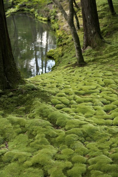 日本京都——2021年10月8日:花园被美丽的苔藓覆盖图片下载