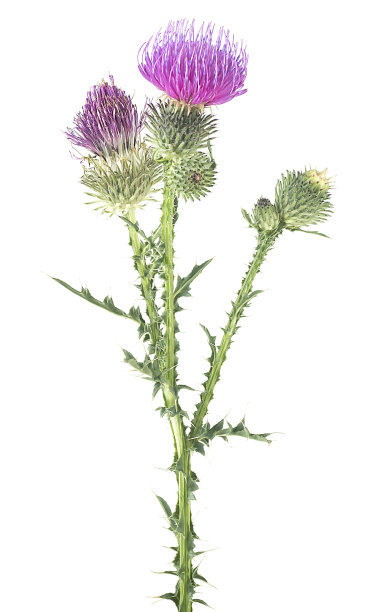 替代医学概念-乳蓟花植物孤立在白色背景上。图片下载