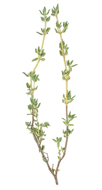 新鲜的百里香分离在白色背景，俯视图。百里香的树枝。图片下载