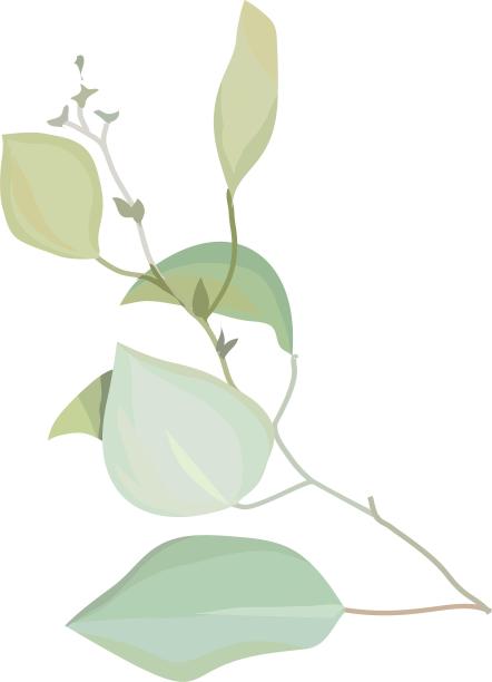 手绘插画大自然花朵植物绿叶装饰元素图片下载