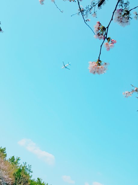 飞机在蓝天上图片下载