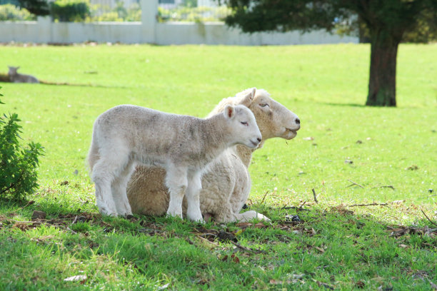 羊图片下载