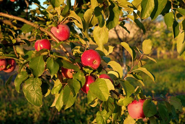 树上挂着又红又好吃的秋天苹果图片下载