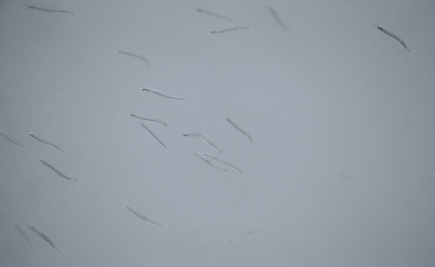 海水中的小沙鱼。图片下载