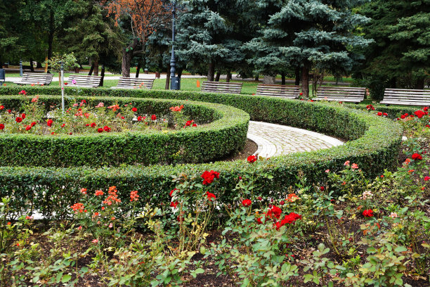 市内园林绿化公园内，玫瑰园四周有修剪均匀的常绿灌木图片下载