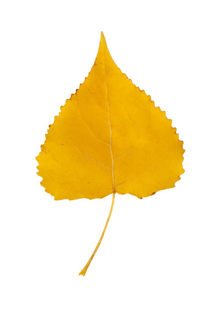 杨树叶子的黄色秋天特写孤立在白色的背景。图片下载