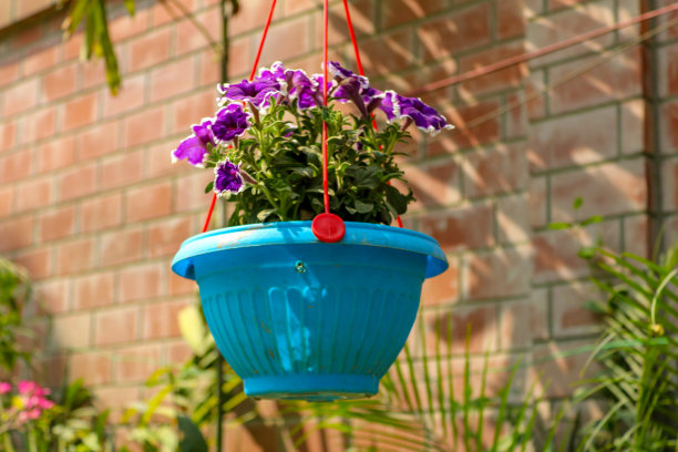 悬挂式花盆，用于家居装饰图片下载