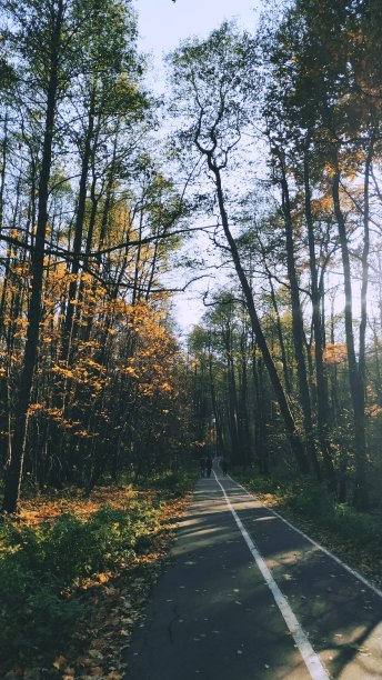 森林之旅路图片下载