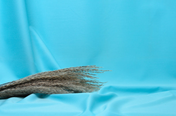 秋天的芦苇花束在柔软的蓝色织物和优雅的褶皱纹理背景上。图片下载