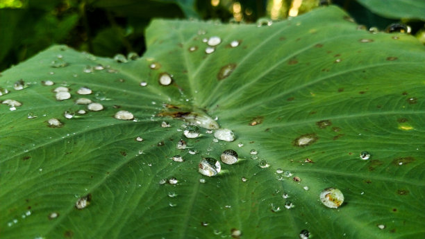 芋头叶子与水滴细节-特写图片下载