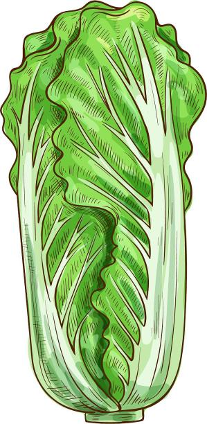 大白菜青菜蔬菜食材菜卡通元素图片下载