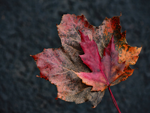 美丽的秋天枫叶图片下载