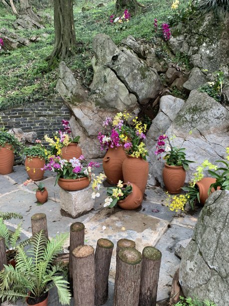 陶罐里的兰花图片下载