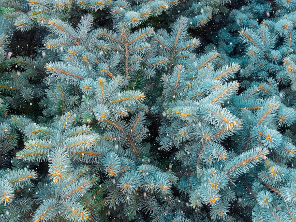 暴风雪照片中的云杉图片下载