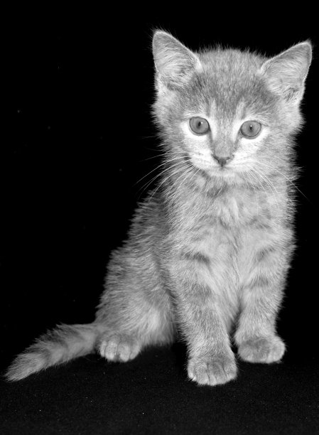 小猫。与背景。黑色和白色。图片下载