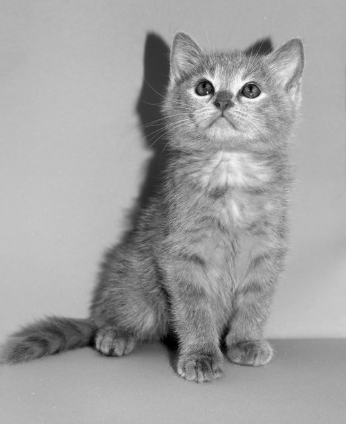 小猫。与背景。黑色和白色。图片下载