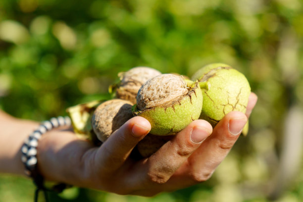 秋天，成熟的核桃在男农民的手中收获。有选择性的重点图片下载