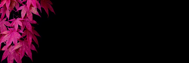 红色的日本枫叶在宽黑色背景与复制空间图片下载