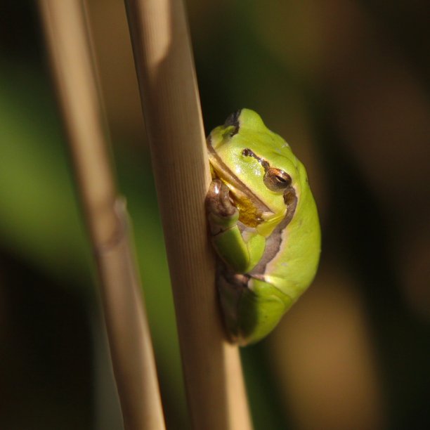 欧洲，奥地利，Burgenland, Illmitz的树蛙图片下载