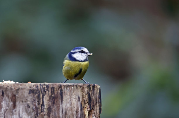 蓝山雀在树林里觅食图片下载